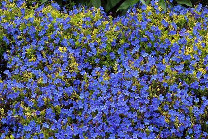 Lithodora diffusa 'Gold 'n Sapphire'