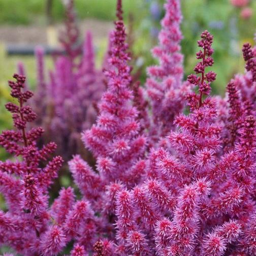 Astilbe chinensis 'Superba'