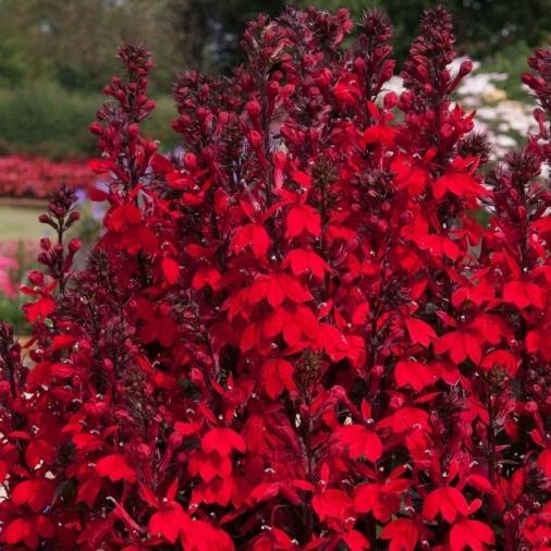 Lobelia 'Starship Scarlet'