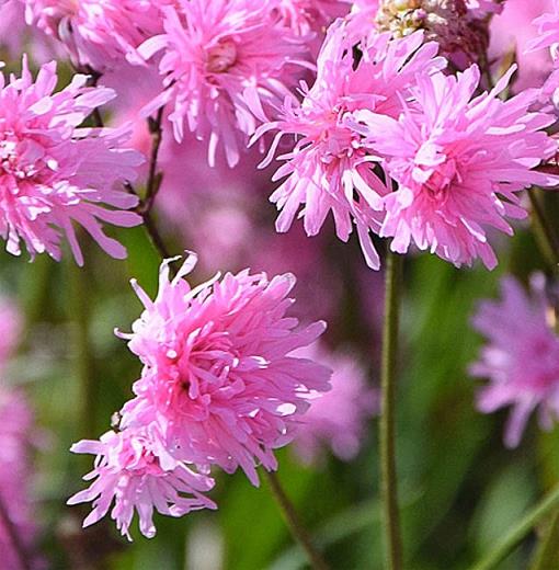 Lychnis 'Petite Jenny'