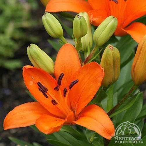 Lilium (Lys Asiatic) 'Tiny Dino'