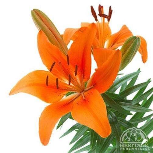 Lilium (Lys Asiatic) 'Tiny Invader'