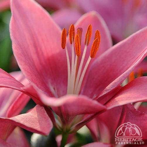 Lilium (Lys Asiatic) Ttiny Pearl'