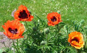 Papaver somniferum orientale