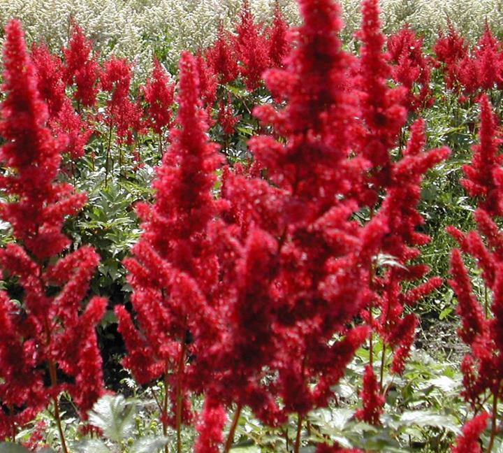 Astilbe japonica ‘Montgomery’