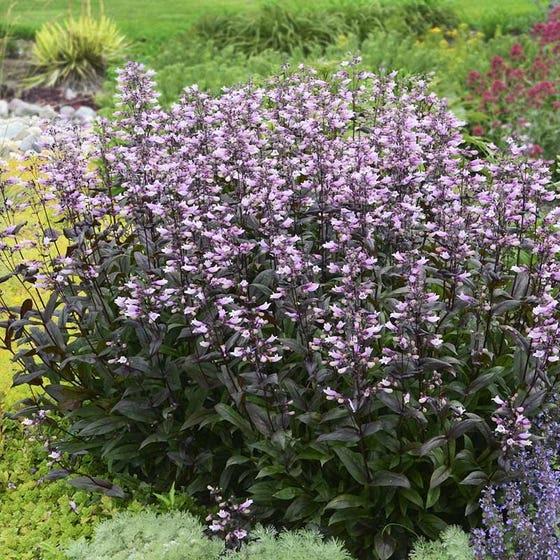 Penstemon digitalis 'Dark Towers'