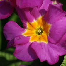 Primula crescendo 'Pink'