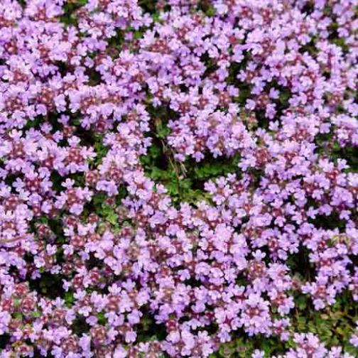 Thymus serpyllum Magic Carpet