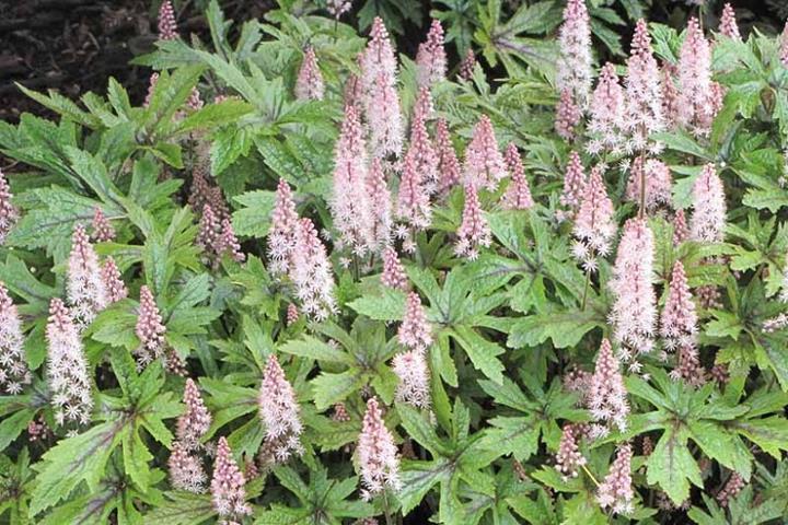 Tiarella 'Pink Skyrocket'