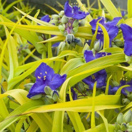Tradescantia andersoniana 'Sweet Kate'