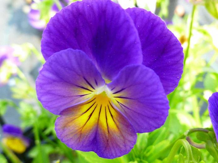 Viola celestial 'Northern Lights'