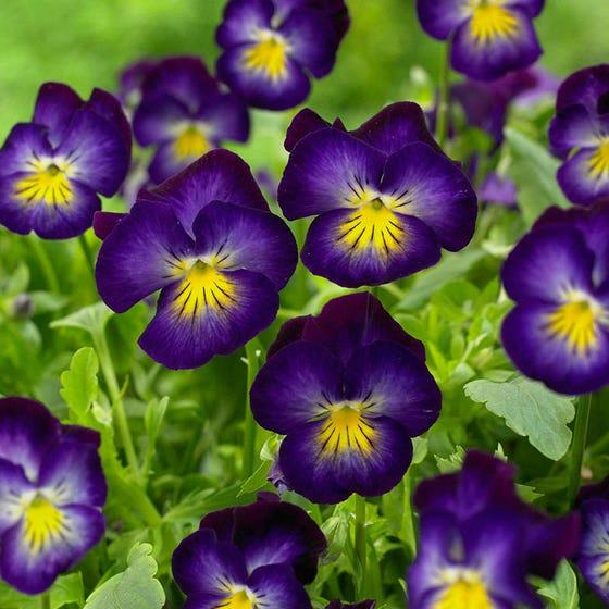 Viola halo 'Violet'