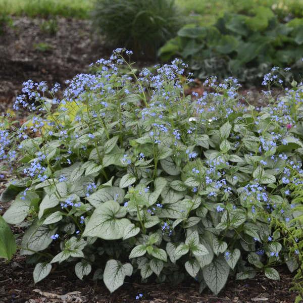 Brunnera macrophylla 'Looking Glass'
