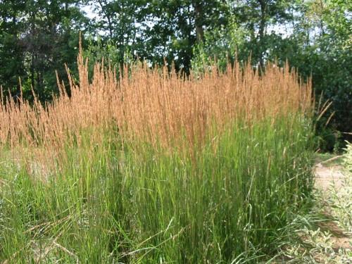 Calamagrostis acutiflora 'Karl Foerster'