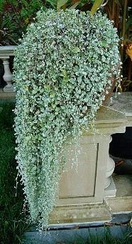 Dichondra argentea silverfalls (gris)