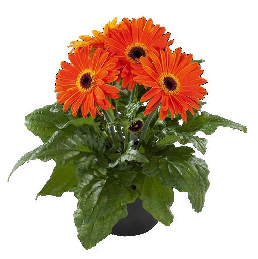 Gerbera Flori Line® Maxi ORANGE BLACK EYE