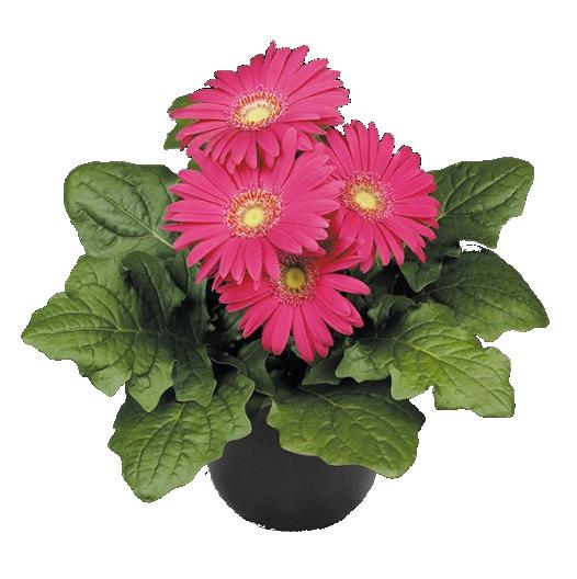 Gerbera Flori Line® Midi LILAC