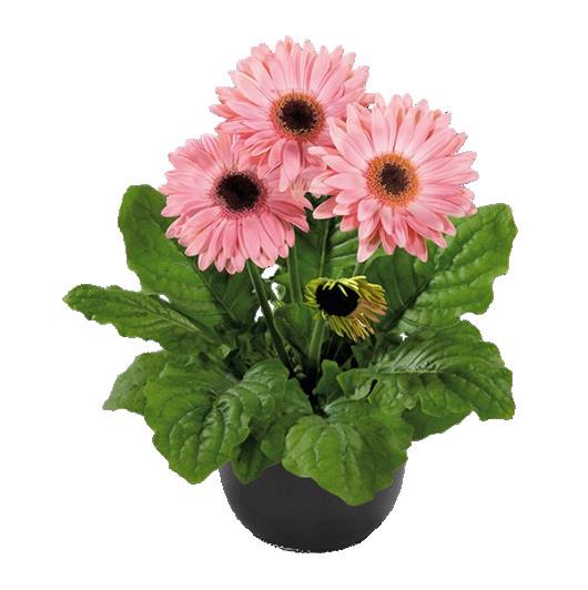 Gerbera Flori Line® Midi PINK BLACK EYE