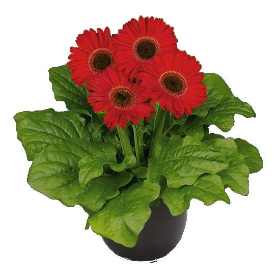 Gerbera Flori Line® Midi RED BLACK EYE
