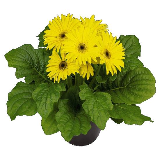 Gerbera Flori Line® Midi YELLOW BLACK EYE