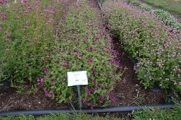 Gomphrena globosa Las Vegas purple*