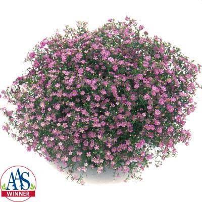 Gypsophila Gypsy Rose Deep