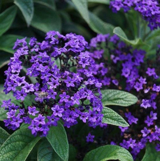 Heliotropium Scentropia™ Dark Blue