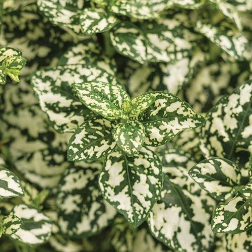Hypoestes phyllostachya Hippo® White (polka dot plant)