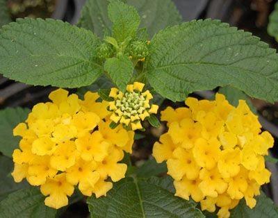 Lantana camara Little Lucky™ Pot of Gold