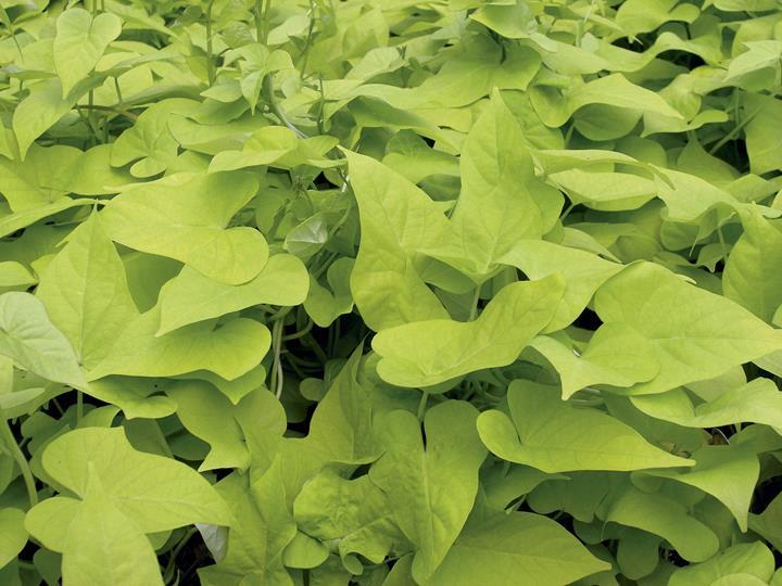 Ipomoea batatas 'Lime'