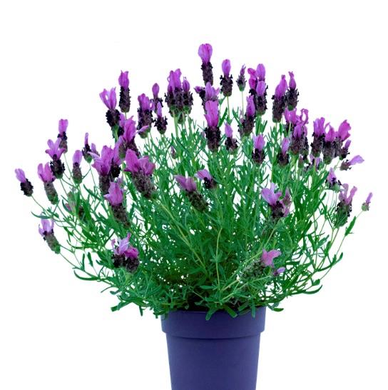 Lavandula stoechas libelle™ compact blue*