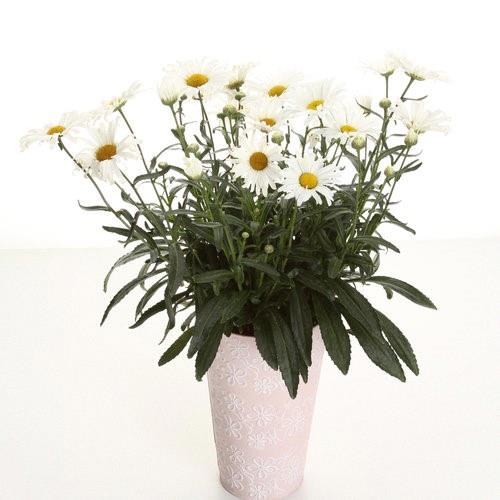 Chrysanthemum 'Becky'