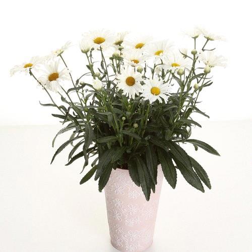 Leucanthemum Blanc