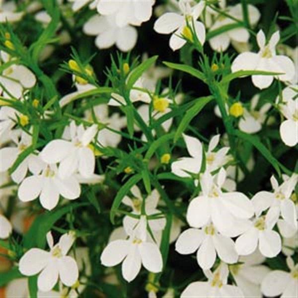 Lobelia Magadi® white