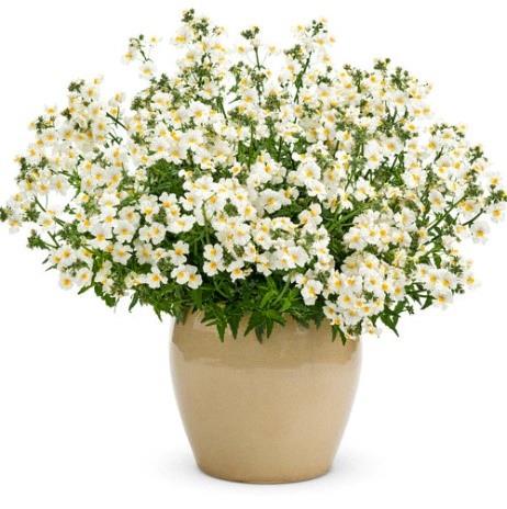 Nemesia Sunsatia® Coconut