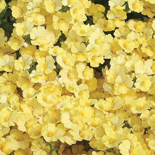 Nemesia Sunsatia® Lemon