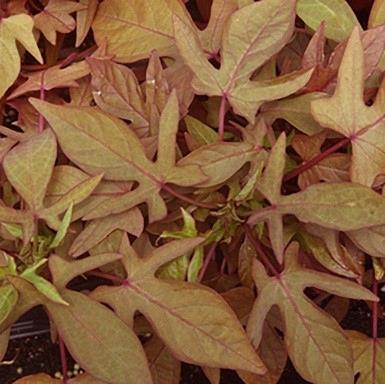 Ipomoea batatas Bronze 