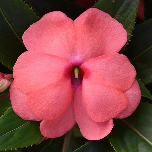 Impatiens nouvelle-guinée ColorPower™ Salmon Pink