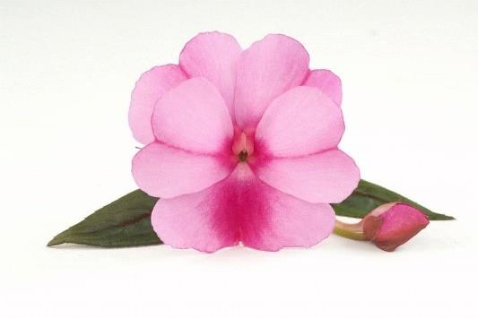 Impatiens nouvelle-guinée Harmony™ Purple Cream
