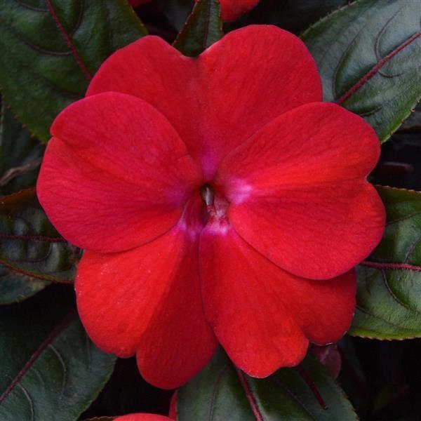 Impatiens nouvelle-guinée ColorPower™ Dark Pink