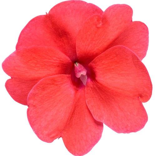 Impatiens nouvelle-guinée SunPatiens™ compact Deep Rose