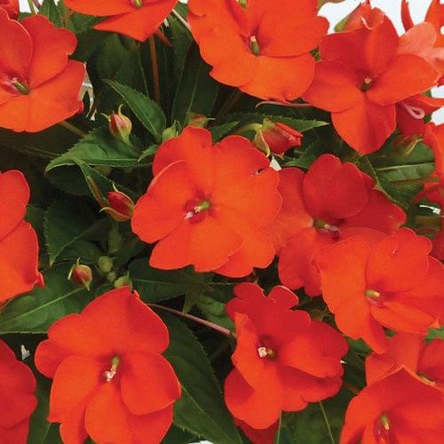 Impatiens nouvelle-guinée SunPatiens™ compact Electric orange