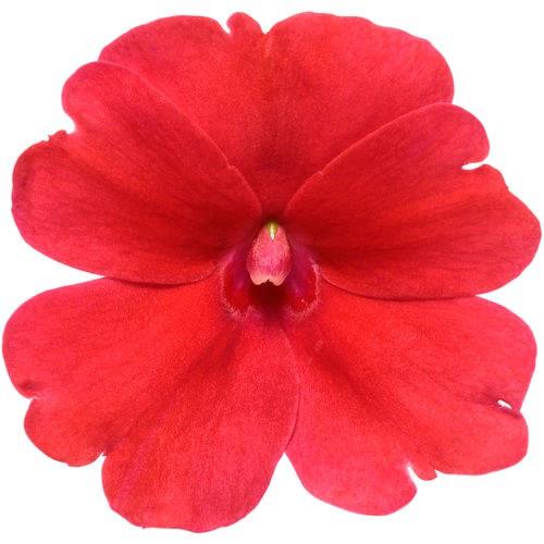 Impatiens nouvelle-guinée SunPatiens™ compact rouge