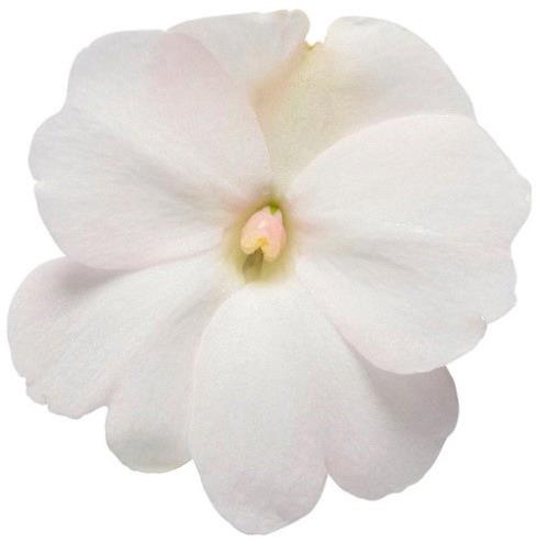 Impatiens nouvelle-guinée SunPatiens™ compact White