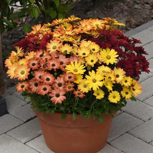 Osteospermum Akila® Sunset Shades 