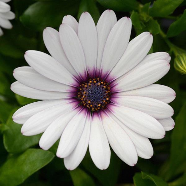 Osteospermum Margarita™ White
