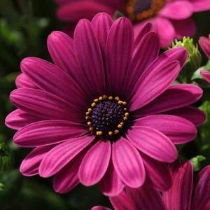 Osteospermum Serenity™ Deep purple