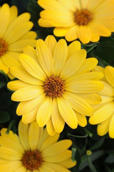 Osteospermum Serenity™ Deep yellow