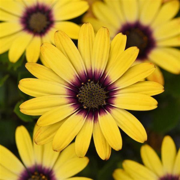 Osteospermum Zion™ morning sun