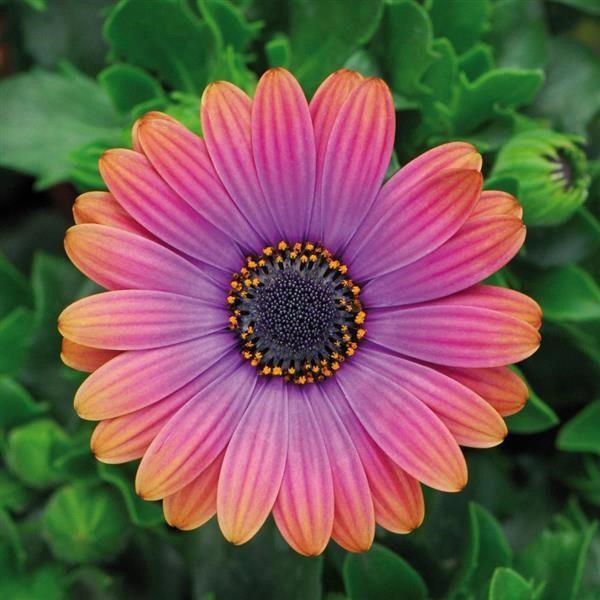 Osteospermum Zion™ copper amethyst